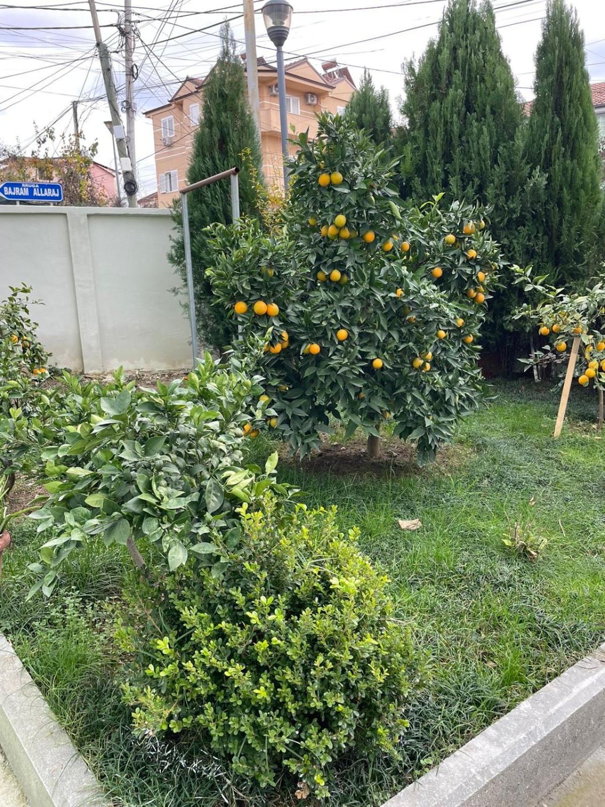 Kevi 'S Place Tiranë Luaran gambar